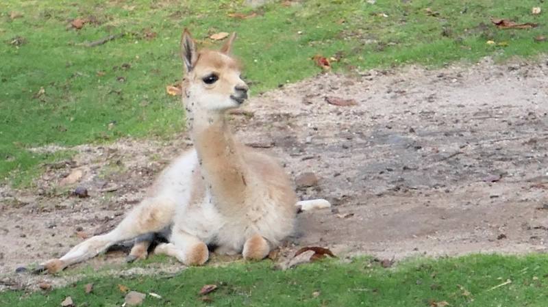 Vikunja Fotos 2 MedienwerkstattWissen © 20062025 Medienwerkstatt