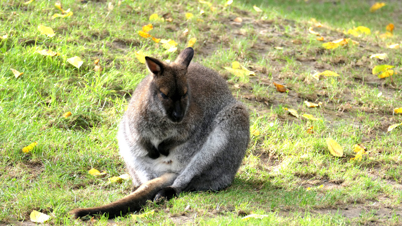 Bennett-Känguru - Fotos - Medienwerkstatt-Wissen © 2006-2025 ...