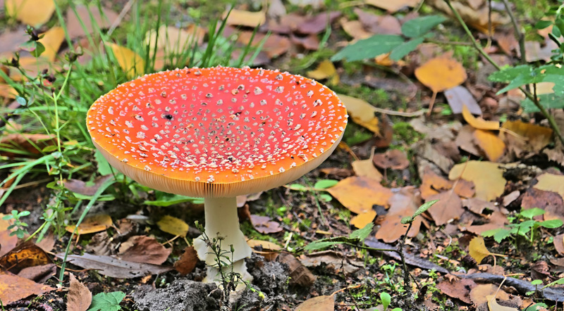 MühlenhofFreilichtmuseum Fotos 11 MedienwerkstattWissen © 2006