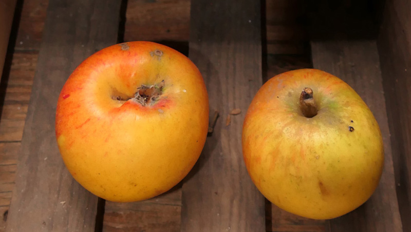 Goldparmäne MedienwerkstattWissen © 20062025 Medienwerkstatt