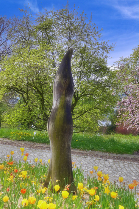 Botanischer Garten Fotos 10 MedienwerkstattWissen © 20062025