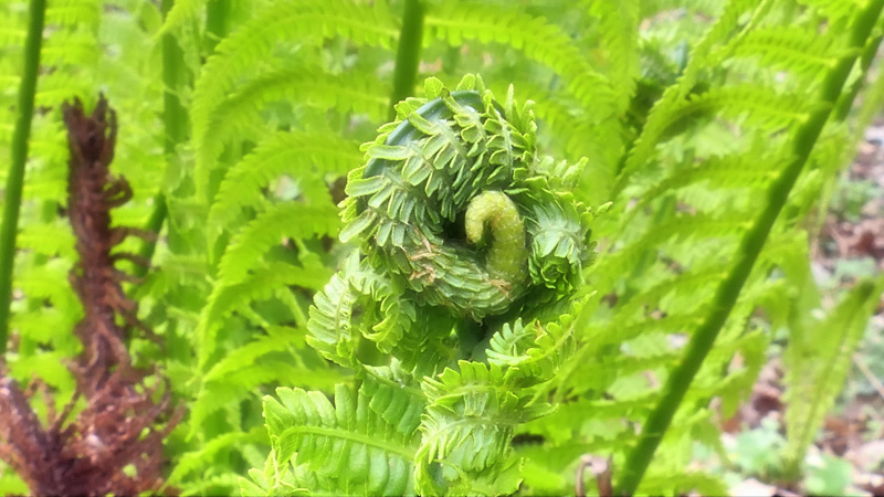 Königsfarn MedienwerkstattWissen © 20062025 Medienwerkstatt