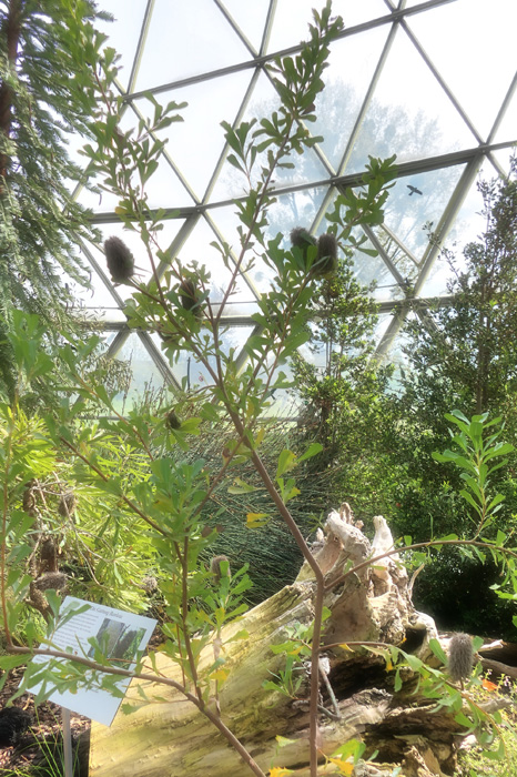 Banksia MedienwerkstattWissen © 20062024 Medienwerkstatt