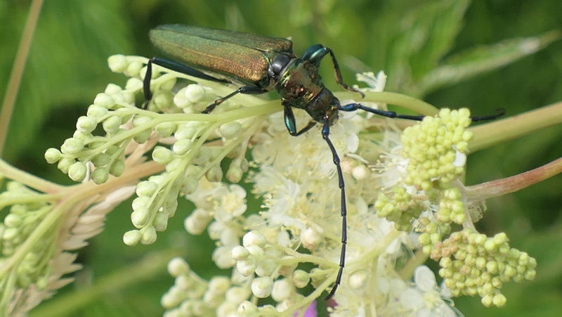 Moschusbock allgemein MedienwerkstattWissen © 20062024
