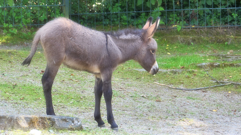 Hausesel Fotos 3 MedienwerkstattWissen © 20062024 Medienwerkstatt