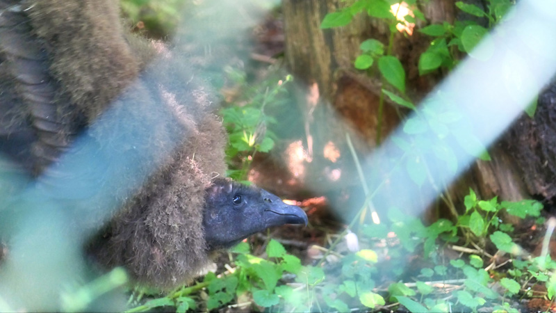 Andenkondor Fotos 5 Küken MedienwerkstattWissen © 20062025