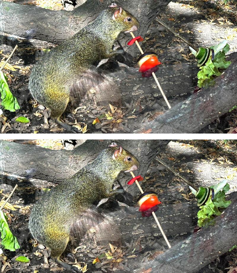 Aguti allgemein MedienwerkstattWissen © 20062025 Medienwerkstatt