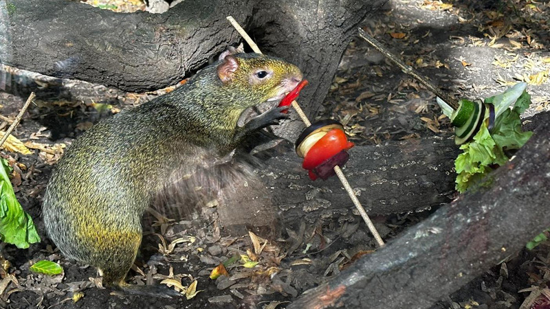 Aguti allgemein MedienwerkstattWissen © 20062025 Medienwerkstatt