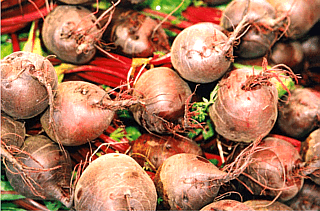 Rote Bete / Rote Rübe - Medienwerkstatt-Wissen © 2006-2022 Medienwerkstatt