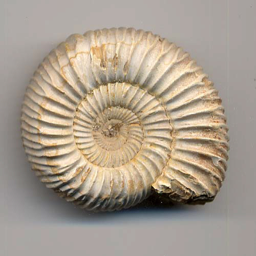 Ammoniten MedienwerkstattWissen © 20062025 Medienwerkstatt