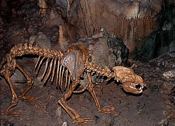 Bilder von Bärenhöhle: Zeichnen lernen mit Spaß!