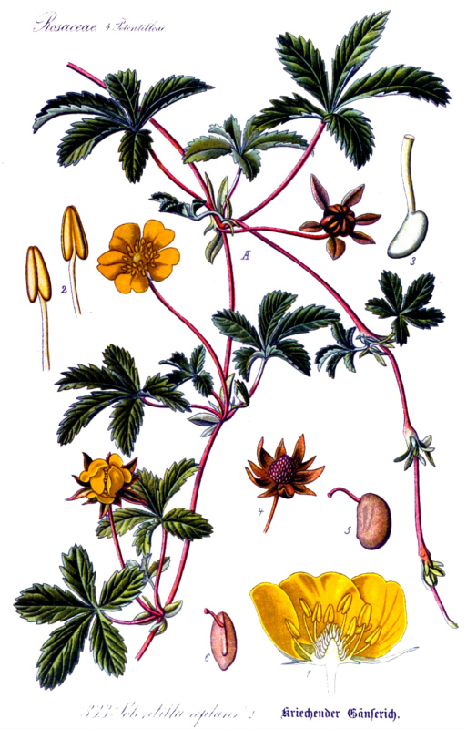 Kriechender Gänserich MedienwerkstattWissen © 20062024 Medienwerkstatt