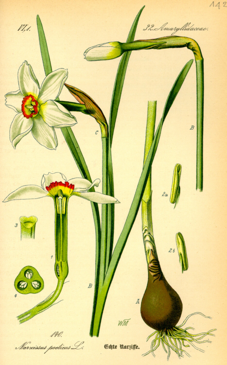 Narzisse Echte Narzisse Abbildungen der Pflanzenteile