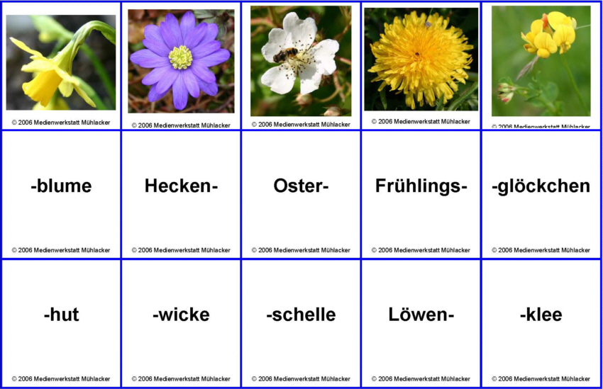 Blumennamen Zusammensetzen Teil 1 Medienwerkstatt Wissen © 2006 