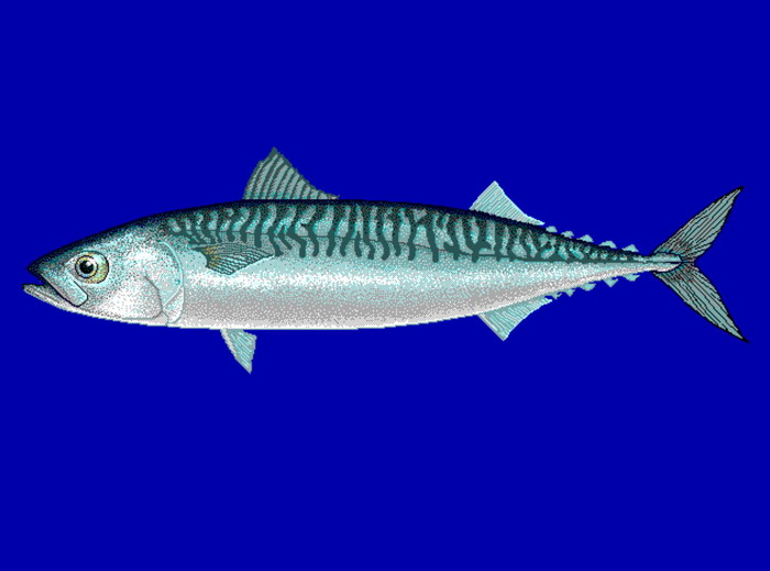 Makrele Fotos MedienwerkstattWissen © 20062023 Medienwerkstatt