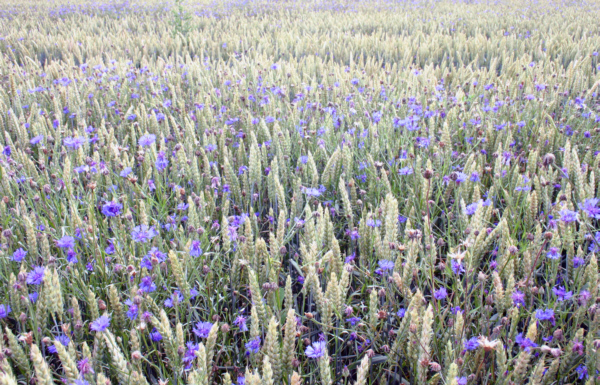 Kornblume Fotos 1 MedienwerkstattWissen © 20062025 Medienwerkstatt