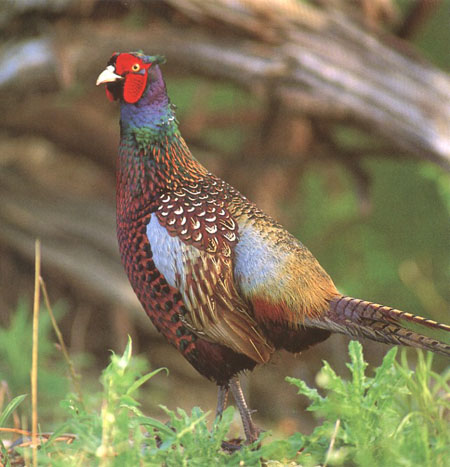 Fasan allgemein MedienwerkstattWissen © 20062025 Medienwerkstatt